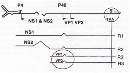 Figure 6 : Topologie du polypeptide VP2 (Tsao et al. 1991) 