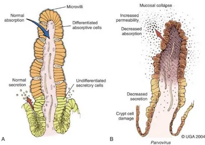 Figure 7 : A : Différenciation cellulaire le long de la villosité sur un intestin sain