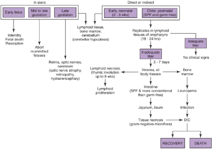 Figure 10 : Pathogénèse de la panleucopénie féline (Greene, Sykes 2011) 