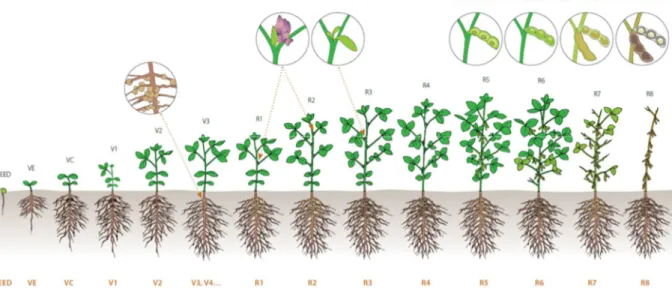 Figure  7 :  Représentation  graphique  des  stades  phénologiques  du  soja  du  semis  (seed)  à  la 