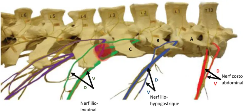 Figure 16 : anatomie des nerfs spinaux T13, L1 et L2 respectivement en rouge, bleu et vert
