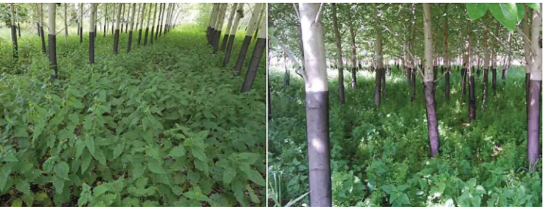Fig. 1. Photographs of stinging nettle growing spontaneously and in a prevalent manner under short rotation coppice on metal-contaminated lands.