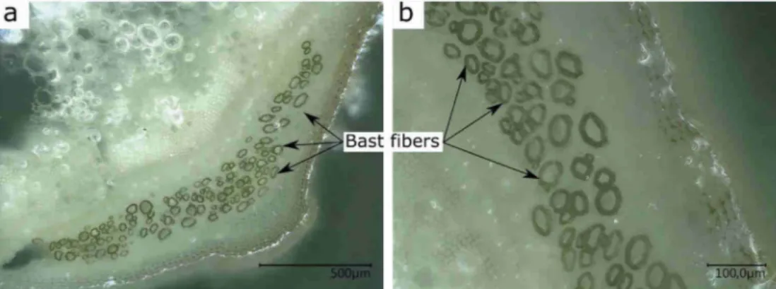 Fig. 3. Micrographs of the transverse cross-section of stinging nettle stems.
