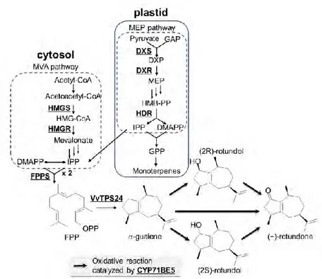 Figure 5 : Voie de biosynthèse proposée pour la rotundone par Takase, et 