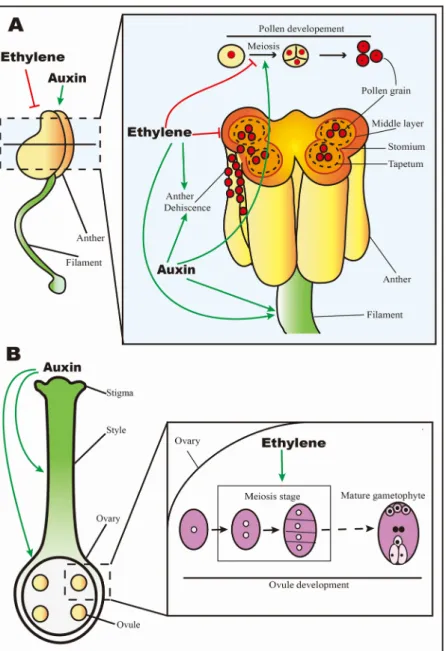 Fig. 1. Ethylene and auxin regulate the development of plant male and female organs.