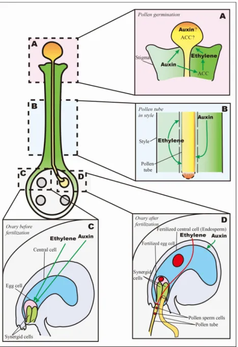 Fig. 2. Ethylene and auxin regulate plant pollination and fertilization processes.