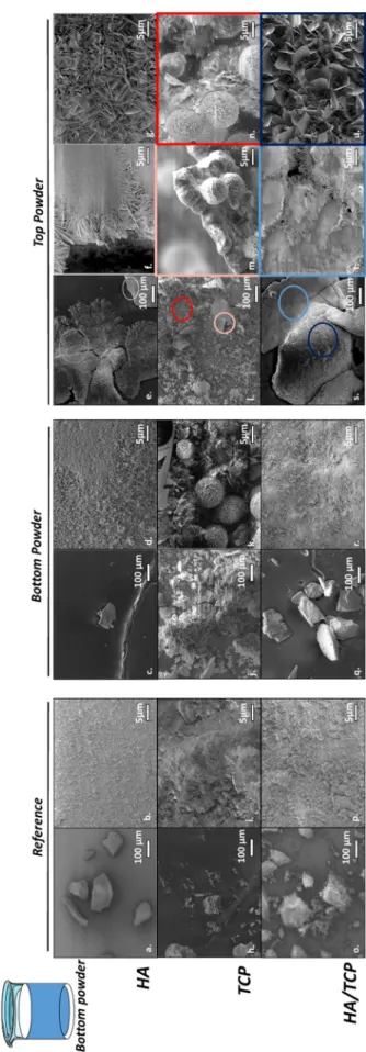 Figure 2 SEM micrographs of the HA, amTCP and HA/amTCP reference powders and their corresponding Bottom and Top Powders after high-pressure CO 2 treatment.