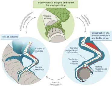 Figure 1:  Illustration of the method to construct bioinspired foot and limb. (1) Biomechanical analysis of the  limb for stable perching from living birds using pressure sensors and video acquisition in 3D with  high-speed  cameras (2) Construction of a b