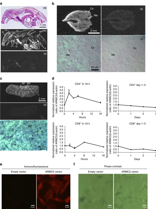 Figure 1 | Armc5 tissue-speciﬁc expression: Armc5 mRNA expression in mice is assessed by ISH