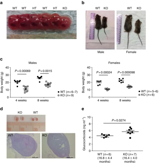 Figure 3 | General phenotype of KO mice. (a) Representative photos of WT, HT, KO fetuses on embryonic day 14