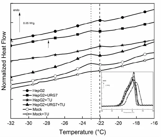 Figure  1.  DSC  heating  curves  of  control  and  URG7-transfected  cells  lysates,  untreated  and  TU  treated,  enlargement  of  the  interest  zone