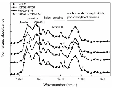 Figure 4. Raw FTIR spectra of cellular dried films in the 1800–700 cm -1  zone. 