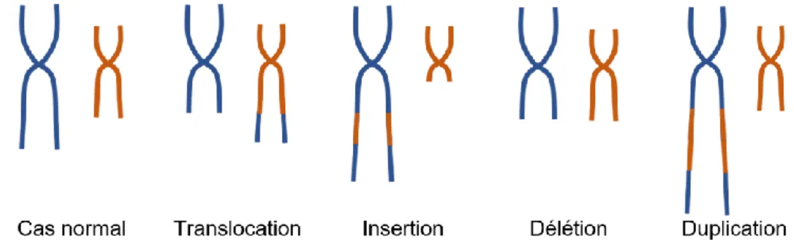 Figure 6 : Schéma des anomalies chromosomiques de structure 