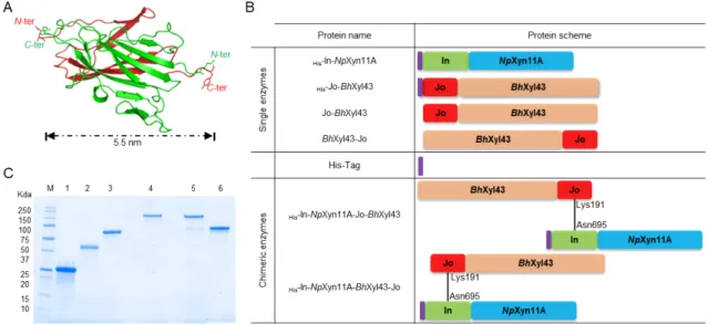 Figure 1. Expression and purification of the bi-modular enzymes. (A) Covalent association of Jo (red) 