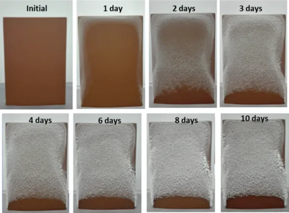 FIG. 4. Typical efflorescence development over the sample surface for C 0 = 0.25.