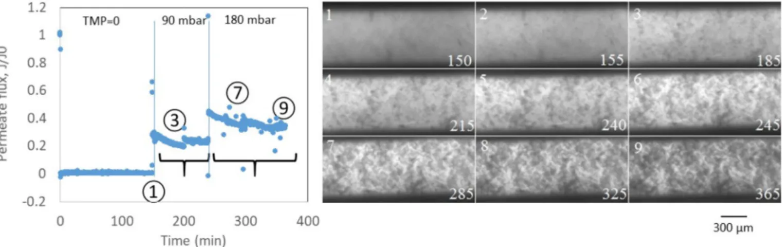 Fig. 7. Evolution of Mean Gray Value at middle position in the microchannel at 