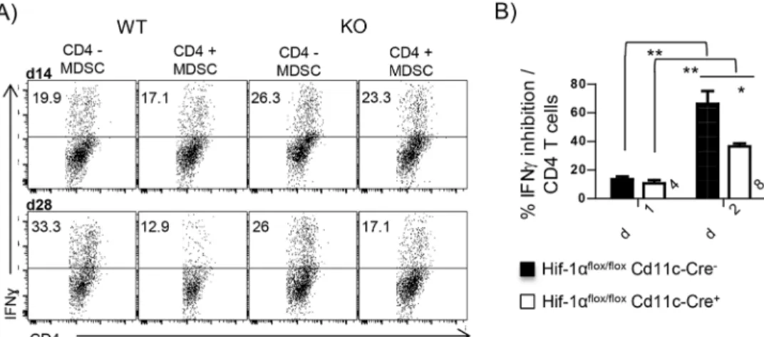 Fig 6. HIF-1 α enhances the inhibitory functions of myeloid cells during chronic VL. Na ï ve CD4 T cells were stimulated with plate bound α CD3 and α CD28 in the presence of rIL-12