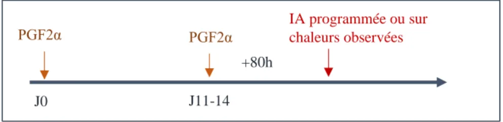 Figure 4 : Protocoles de synchronisation des chaleurs avec 2 PGF2alpha administrées à 11-14 jours  d'intervalle