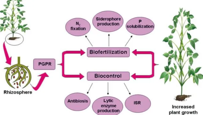 Fig. 1 : Promotion de la croissance des plantes par les PGPR (Khan et al., 2009). 