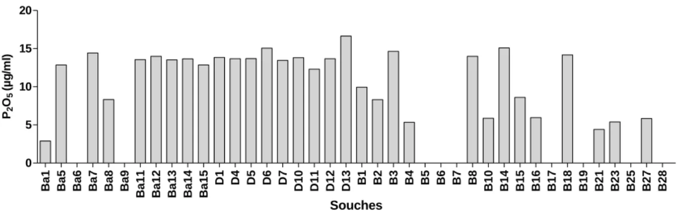 Tab. 10: Analyse de la variance de la solubilisation des phosphates   par les souches de  Bacillus  
