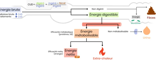 Figure 2 – Utilisation des aliments par l’organisme  2.  Notion de digestibilité 