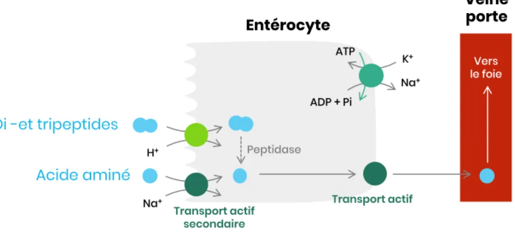 Figure 17 – Absorption des acides aminés, dipeptides et tripeptides Entérocyte VeineporteAcide aminéNa+ADP + PiATPNa+K+Transport actif secondaireTransport actifVers le foieH+Di- et tripeptidesPeptidase