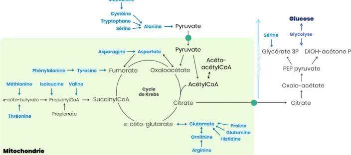 Figure 26 – Acides aminés glucoformateurs et néoglucogénèse 