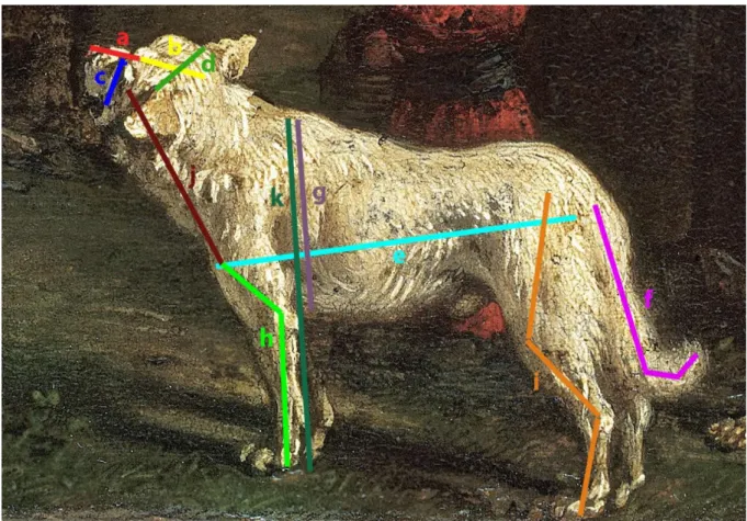Figure 9 : Illustration de la manière dont ont été effectuées les mesures des chiens à l'aide de Adobe  Photoshop 21.1.2 