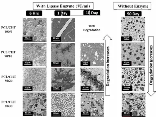 Fig. 9.  SEM images of degraded PCL/CHT blends after 6 h,  1 day and 10 days with lipase enzyme (Pseudomonas cepacia; 7 Ulm!) and after 90 days without enzyme