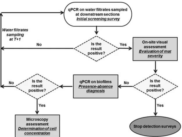Figure 4 | Flow chart proposed for the survey of D. geminata. Water ﬁltrates for the initial screening survey could be sampled at determined frequencies and during a speciﬁc period for