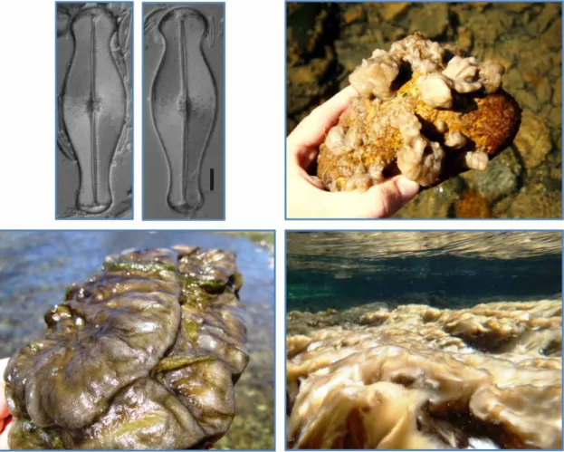 Figure 2 | Didymosphenia geminate cells (scale bar¼ 10 microns) and mat development stages in Gaspésie rivers.