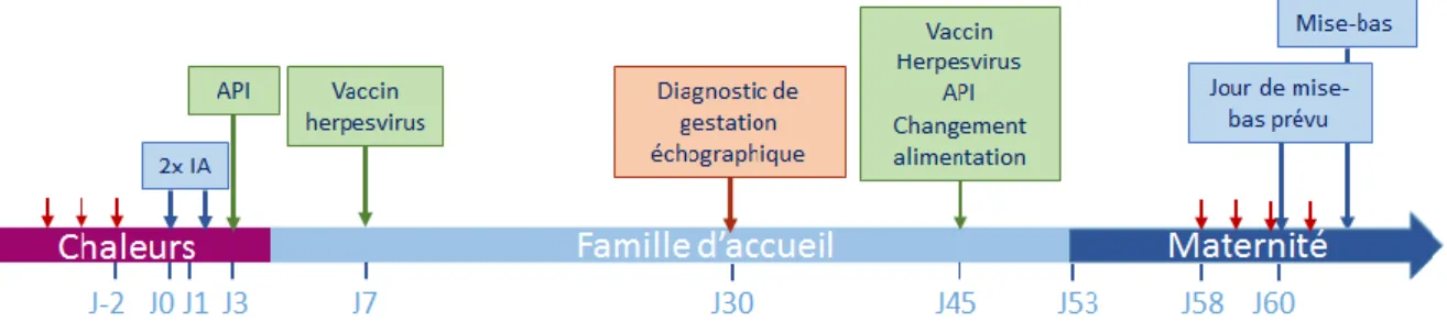 Figure 1 : Protocole de reproduction du centre d’étude 