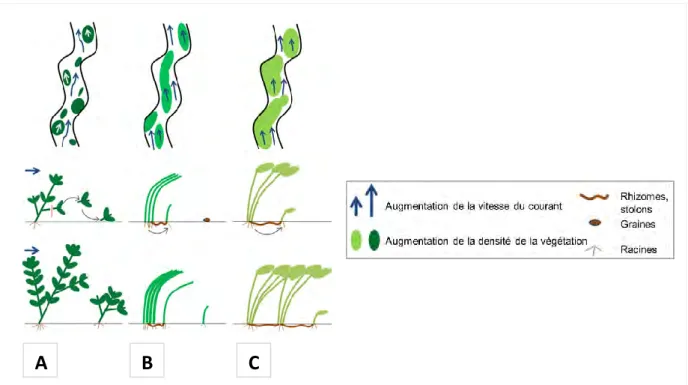 Figure  2.  Schéma  conceptuel  de  la  multiplication  végétative chez  les  macrophytes  submergés  :  (A)  Multiplication  par  fragmentation  de  tiges :  l'expansion  latérale  est  limitée  par  la  vitesse  d'écoulement  élevée  adjacente  au  patch