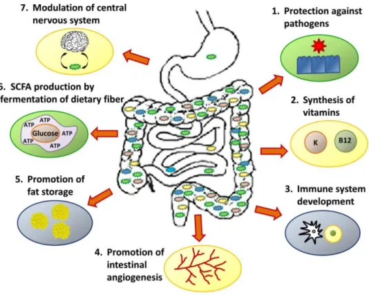 Figure 3 : Les sept principaux rôles du microbiote intestinal humain.  Source : Amon, Sanderson, 2017 