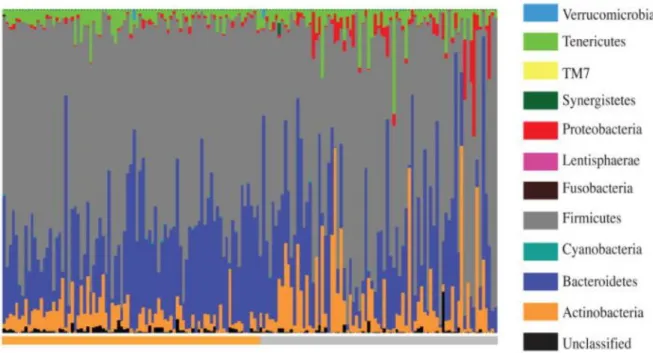 Figure 4 : Abondance relative des différents phyla composant le microbiote intestinal au premier  trimestre de gestation (barre horizontale orange à gauche) et au troisième trimestre de gestation  (barre horizontale grise à droite) chez 91 femmes enceintes