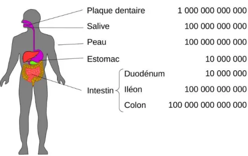 Figure 10 : Nombre de bactéries présentes chez l’Homme en fonction des localisations. 