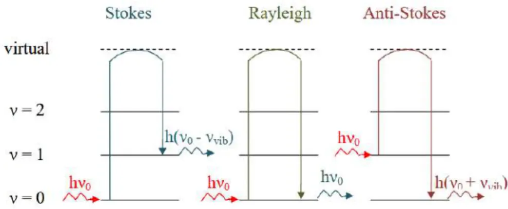 Figure 19 : Mécanisme de diffusion Raman et Rayleigh  