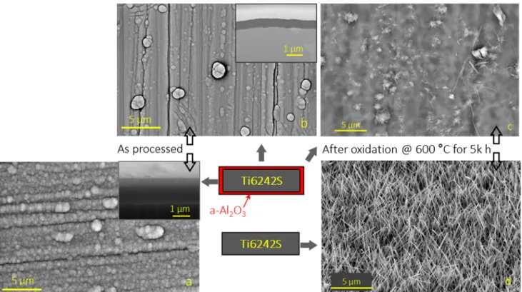 Figure 1 also presents surface SEM micrographs of two samples after 5000 h of isothermal oxidation at 600 °C
