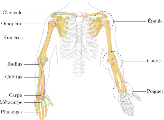 Figure 1.4 – Les os et les articulations des membres supérieurs. Image issue de [ Wikipé- Wikipé-dia, 2019 ].