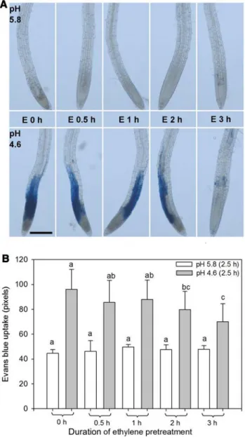 Fig. 2    Cell mortality in roots of A. thaliana (Col-0) upon low pH is  modulated by a pretreatment with 8 ppm ethylene over different  dura-tions