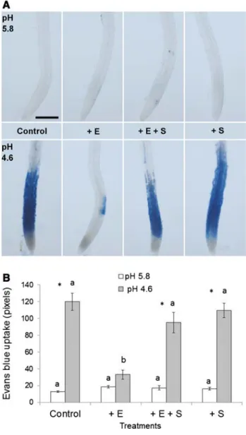 Fig. 3    Effects of the SHAM CIII Prxs activity inhibitor on cell mor- mor-tality in roots of A