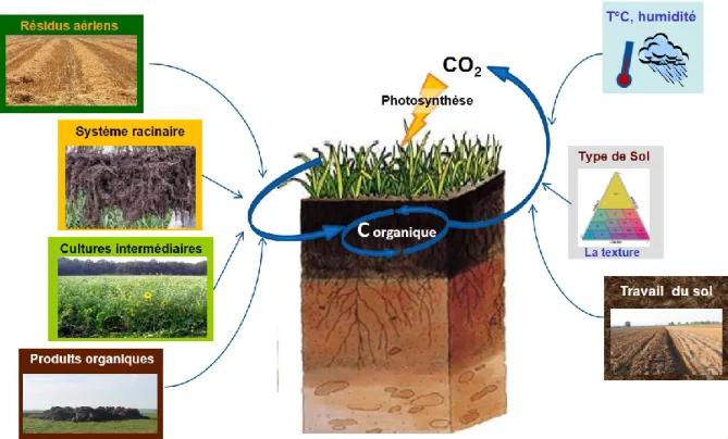 Figure  6 :  Principe  du  bilan  entre  les  entrées  et  les  sorties  en  matières  organiques  dans  les  sols  agricoles