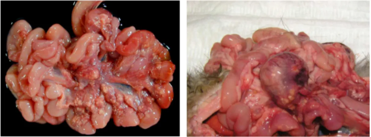 Figure  5.  Péritonite  pyogranulomateuse  affectant  le  mésentère. 