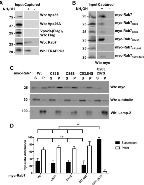 Fig. 1. Rab7 is palmitoylated but this modification is not required for membrane binding