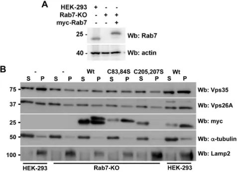Fig. 3. Rab7 palmitoylation is required for retromer recruitment. (A) Whole cell lysates of HEK-293,  Rab7-KO cells (generated using CRISPR-Cas9), or Rab7-Rab7-KO cells transiently transfected with Myc-Rab7, were analyzed via WB with anti-Rab7 antibody