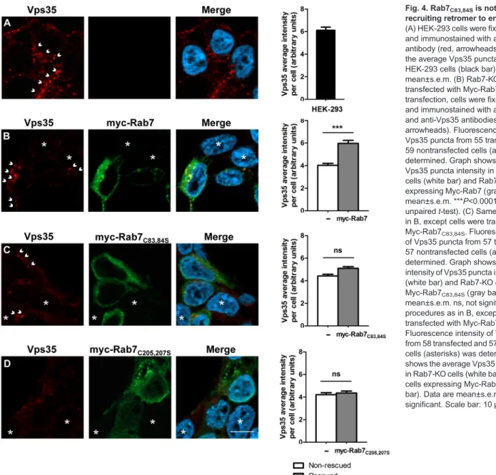 Fig. 4. Rab7 C83,84S is not efficient at