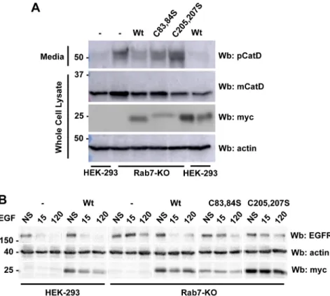 Fig. 6. Rab7 C83,84S is not efficient at regulating