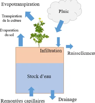 Figure 1.4. Bilan hydrique simplifié du sol avec une CIMS.