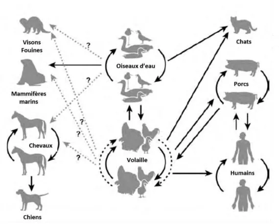 Figure 6. Voies de transmission intra et inter-espèces connues et suspectées. Source :  Infectious diseases of Wild birds (88), modifié