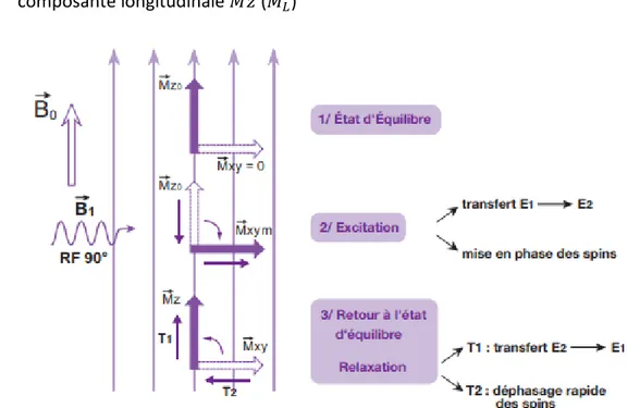 Figure 9:Les différents états des protons placés dans un champs B0 (4) 